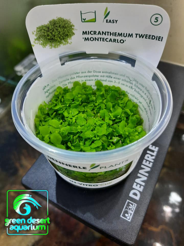 DENNERLE - Micranthemum Spec. 'Montecarlo' In-Vitro