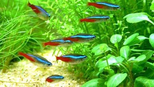 Neon Tetra