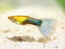 Show Grade Guppy Female
