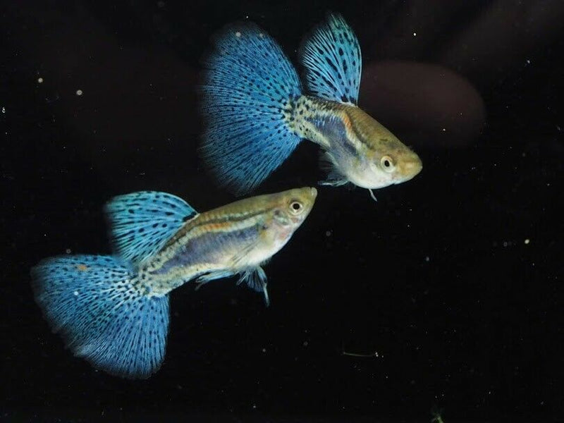 https://greendesertaquarium.com/cdn/shop/products/SHOWGRADEGUPPYMALE_800x.jpg?v=1587939332