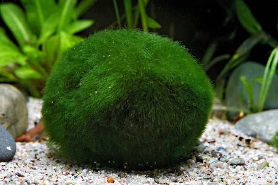 DENNERLE - Aegagropila linnaei