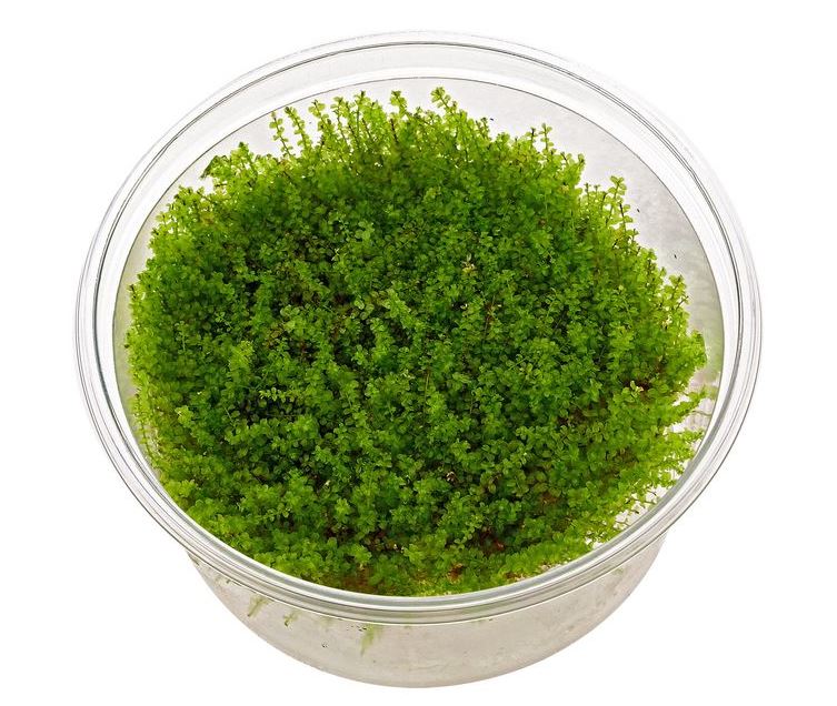 DENNERLE - Plagiomnium cf. Affine Pearl moss