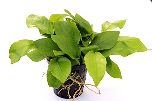 DENNERLE - Anubias Nana Golden