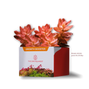 2HR AQUARIST - Apt Jazz