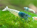 Blue Bolt Shrimps