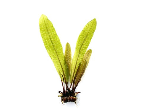 DENNERLE - Aponogeton boivinianus