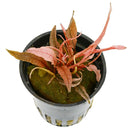 DENNERLE - CRYPTOCORYNE FLAMINGO