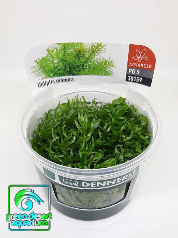 DENNERLE - DIDIPLIS DIANDRA