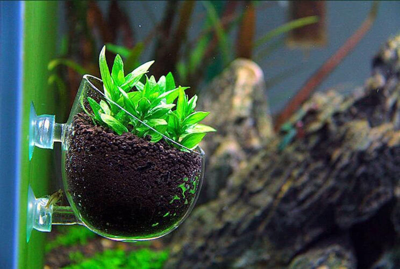 CHIHIROS - Plant Glass Pot