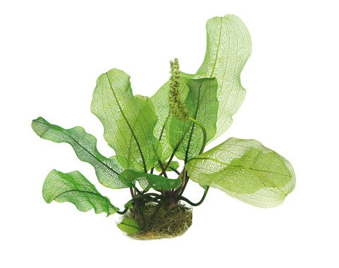 DENNERLE - Aponogeton madagascariensis