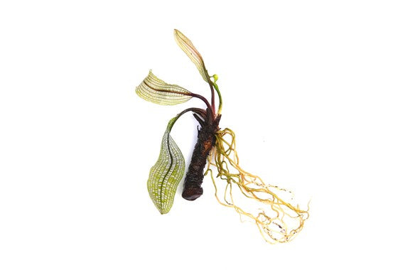 DENNERLE - Aponogeton madagascariensis