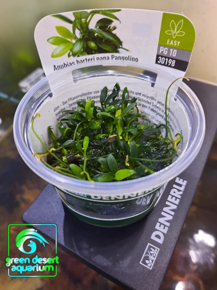 DENNERLE - Anubias Barteri Var. Nana Pangolino