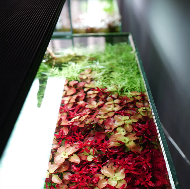 CHIHIROS - Wrgb II Slim Series