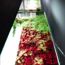 CHIHIROS - Wrgb II Slim Series