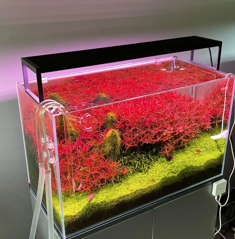 CHIHIROS - Wrgb II Slim Series — Green Desert Aquarium Trading LLC CHIHIROS - Wrgb II Slim Series — Green Desert Aquarium Trading LLC