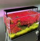 CHIHIROS - Wrgb II Slim Series